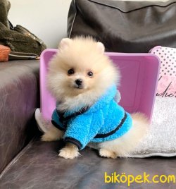 Pomeranian Teddy Face Mini Ayıcık Yavrularımız 5