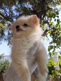 0 Numara Pomeranian Yavrularimiz 4