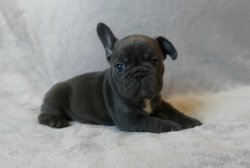 Özellrenk Frenç Bulldog Yavrular 1