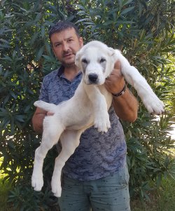 Alabay Yavruları Mükemmel Kanlardan 3