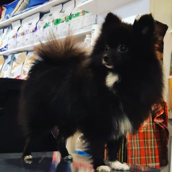 Pomeranian Black Tan 1 Yaşında Esfane..... 1