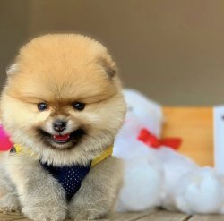 Büyümeyen Irk Pomeranian Boo Ayıcık Surat 1