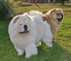 BEYAZ CHOW CHOW AYI SURAT YAVRULARIMIZ 2