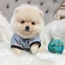 Orjinal Pomeranian Boo Yavrularımız 4