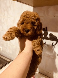 TOY POODLE RED VE DARK RED YAVRULARIMIZ 1