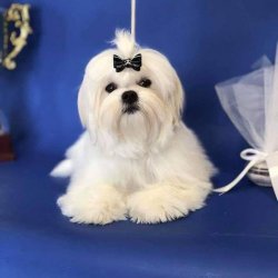 MALTESE TERRIER YAVRULARI 1