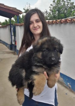 Çiftliğimizden Alman Kurdu Yavrularımız 4