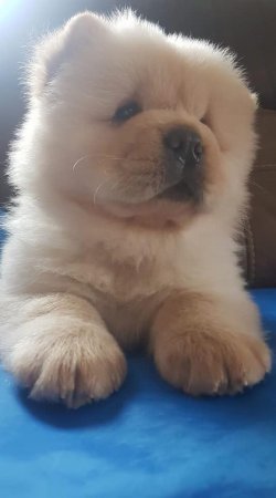A Kali̇te Satılık Chow Chow Yavrularımız 2