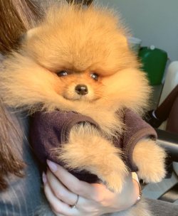 Pomeranian Boo Safkan Boo Garantili Asili Eğitimli Yavrular 4