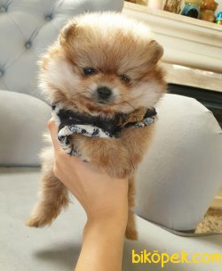 Pomeranian Mini Ayıcık Yavrularımız 5