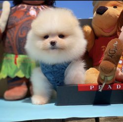 Irk Ve Sağlık Garantili PomeranianBoo Yavrularımızdan 1
