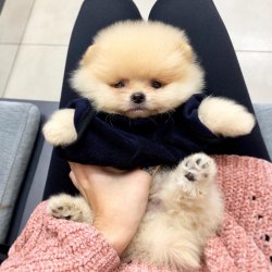 Pomeranian Boo Ayicik Tip Safkan Aşılı Eğitimli Yavrularımız 1