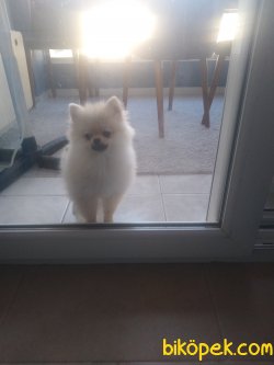 Güzeller Güzeli Gerçek Pomeranian 1