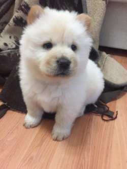 Satılık Chow Chow Yavruları 2
