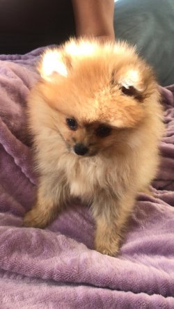 Dişi Pomeranian 2