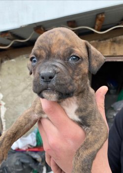 Orjinal Boxer Yavrularımız 2