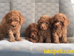 TOY POODLE YAVRULARIMIZ GELDİ 2
