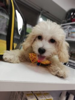 Çok Tatlı Malti̇poolar (maltese Ve Poodle Melezi̇) 1