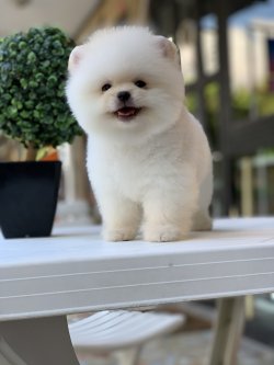 Teddy Face Pomeranian Yavrularimiz Saglik Garantili 1