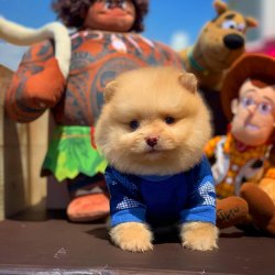 Safkan Büyümeyen Cins Pomeranian Boo Teddybear 3