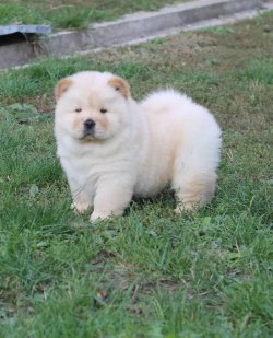 Beyaz / Krem Chow Chow Çin Aslanı Yavrularımız 3