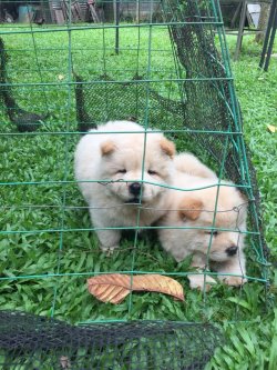 Beyaz Chow Chow Çin Aslanı Yavruları 5
