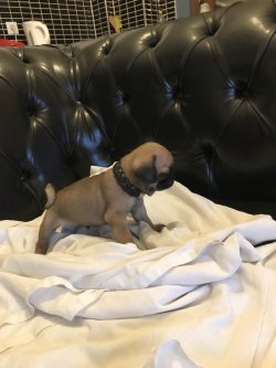 Sahininden Satılık A Kalite  Pug Mops Yavru 1