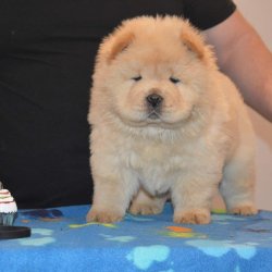 Satılık Chow Chow Yavrusu 2