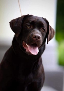LABRADOR RETRIEVER YAVRULARI 2