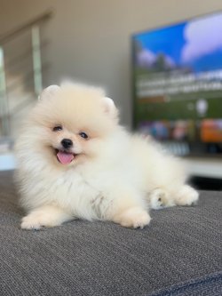 Teddy Face Pomeranian Boo Yavrularimiz Saglik Garantili 1
