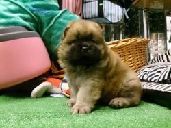 CHOW CHOW YAVRULARIMIZ SIZLERI BEKLIYO 1
