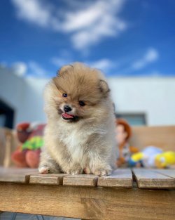 Yeni Gelen Teddybear Pomeranianboo Yavrularımızdan 1