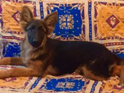 SECERELİ ALMAN ÇOBAN KÖPEĞİ 2