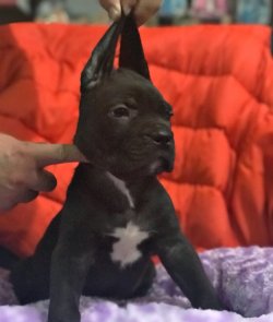 Cane Corso Yavrularımız 4
