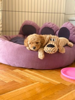 Apricot Toy Poodle 1