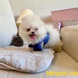 Pomeranian Boo Teddy Bear Ayiciklar 3