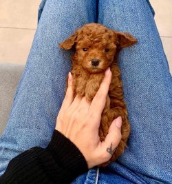 RED TOY POODLE YAVRULAR 4