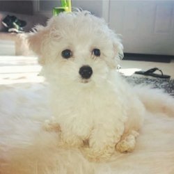 Maltese Bebekler 1