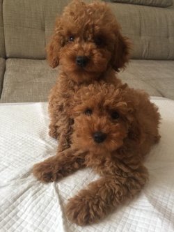 TOY POODLE  YAVRULARIMIZ SHOW KALİTE 2