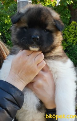AKITA INU YAVRULARIMIZ 2