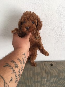 Red Poodle 1