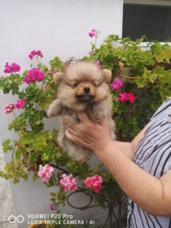 Mükemmel A Kalite Pomeranian Yavrularimiz 3
