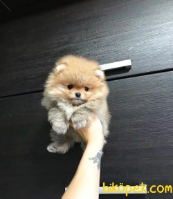 Orjinal Secereli Teddy Pomeranian Boo Yavrularimiz 2