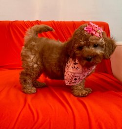 RED BROWN POODLE YAVRULAR 1