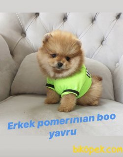 Safkan Pomerınıan Boo Yavrular 2