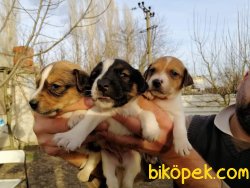 Jack Russel Terri̇er Di̇şi̇ Erkek Yavrularımız 2