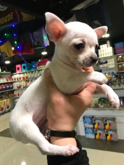 Chihuahua Yavrularımız Son Kalite 1