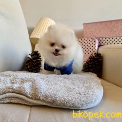 Gülen Surat Boo Pomeranian Yavrular 3