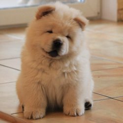 SATILIK MOR DİLLİ CHOW CHOW ÇİN ASLANI YAVRULARI 3