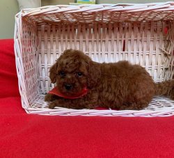 Sevi̇mli̇ Toy Poodle Yavrularımız 3
